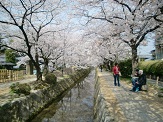 哲学の道も満開の桜でした