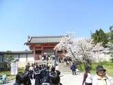 桜の名所仁和寺