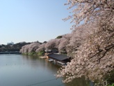 千鳥ヶ淵の桜