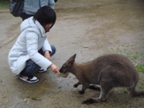 カンガルーの餌付け