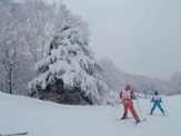 大きな雪の木