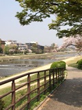 桜と鴨川