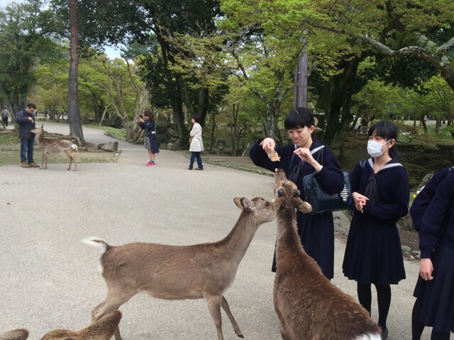 奈良公園