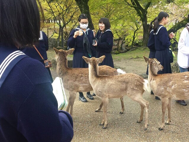 奈良公園2